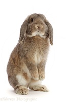 Grey Lop bunny standing up