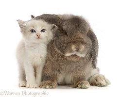 Colourpoint kitten and grey Lop bunny