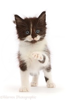 Black-and-white kitten pointing a paw