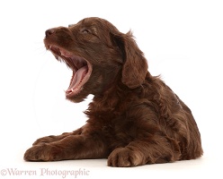 Chocolate Sproodle puppy yawning