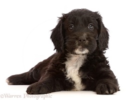 Black-and-white Sproodle puppy