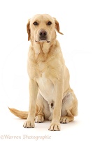 Yellow Labrador Retriever dog sitting