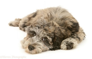 Cadoodle pup (Collie x Poodle)