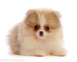 Orange Sable Parti Pomeranian puppy, 10 weeks old