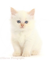 Orange point Persian-x-Ragdoll kitten, 7 weeks old