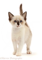 Persian-x-Ragdoll kitten, 7 weeks old, walking