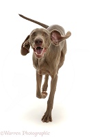 Weimaraner running