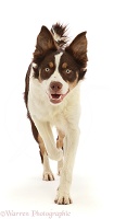 Chocolate tricolour Border Collie running