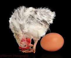 Silkie Serama Chicken looking at egg on black background
