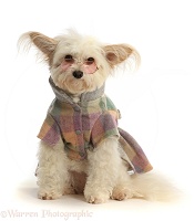 Pomapoo wearing a tweedy jacket and glasses