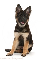 Alsatian pup