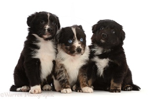 Three Mini American Shepherd puppies, sitting in a row