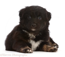 Mini American Shepherd puppy