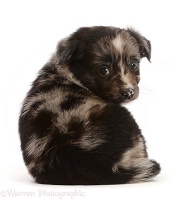 Mini American Shepherd puppy, sitting, looking over shoulder