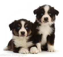 Two Mini American Shepherd puppies, sitting