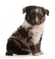 Mini American Shepherd puppy, sitting