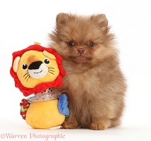 Pomeranian puppy with toy