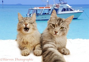 You Only live 9 Times - Cats taking a Selfie on the Beach