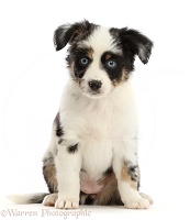 Mini American Shepherd puppy, 7 weeks old