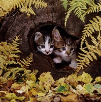 Kittens looking out of a hollow log