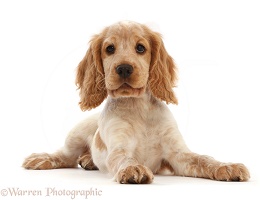 Lemon Roan Cocker Spaniel puppy, 11 weeks old