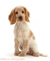 Lemon Roan Cocker Spaniel puppy, 11 weeks old