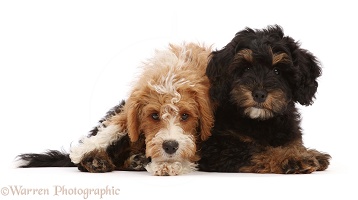 Poodle-cross puppies, lounging together