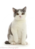 British shorthair x Manx cat