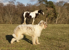 Horse appearing to stand on a dog's back