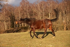 Bay Warmblood Gelding, cantering off after a buck in the field