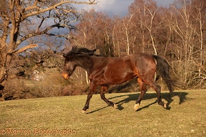 Bay Warmblood Gelding, 10 years old, cantering downhill