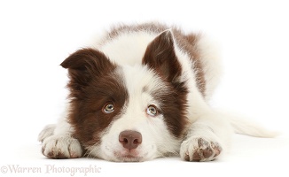 Brown-and-white Border Collie puppy, chin on the floor