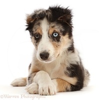 Border Collie-cross pup lying with head up and paws crossed