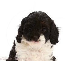 Black-and-white Cockapoo puppy