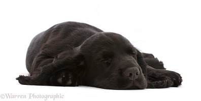 Black Cocker Spaniel puppy, sleeping