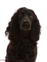 Black Cocker Spaniel dog, portrait
