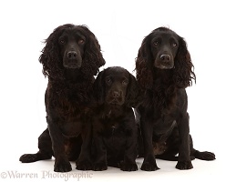 Black Cocker Spaniel dog and bitch, sitting with a puppy