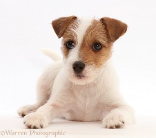 Tan-and-white Jack Russell Terrier puppy, lying head up