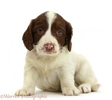 English Springer Spaniel puppy