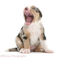 Merle Border Collie pup yawning
