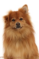 Pomeranian x Spitz dog