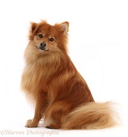Pomeranian x Spitz dog, sitting