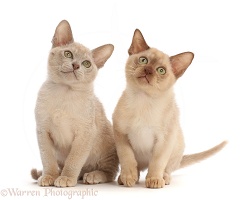 Two Burmese kittens