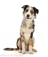Border Collie-cross puppy sitting