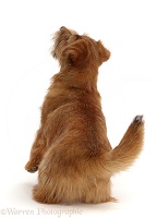 Norfolk terrier, 6 months old, back view