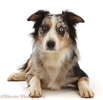 Border Collie-cross dog lying with head up