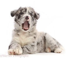 Yawning Border Collie puppy, lying head up and paws crossed