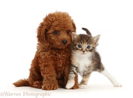 Tortie Tabby kitten, and red Cavapoo puppy
