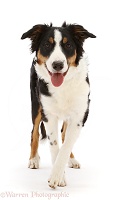 Tricolour Collie-cross