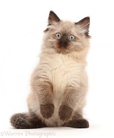 Ragdoll-cross kitten, making a funny face